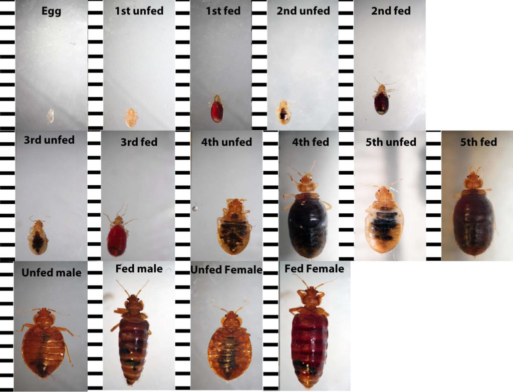 Chart with images showing the various growth stages of bed bugs