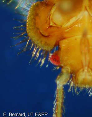 Closeup of Bat Bug