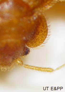 Closeup of Bed Bug