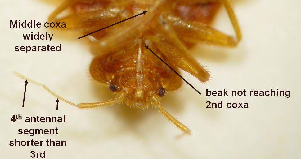 Close up photo of a bed bug showing their identifying marks