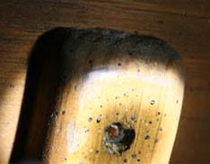 An image of a recessed screw with fecal markings showing typical signs of an infestation