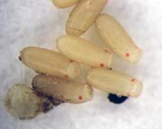 ​​Magnified bed bug eggs developing