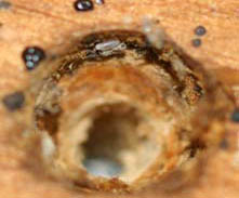Bed Bug eggs inside of a screw hole