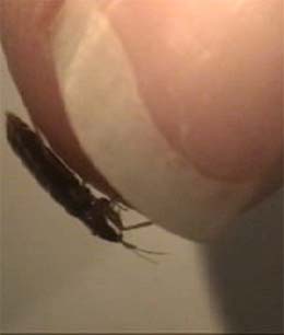 Bed Bug climbing onto persons thumb