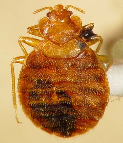 bed bug with rounded abdominal tip (Adult Female)