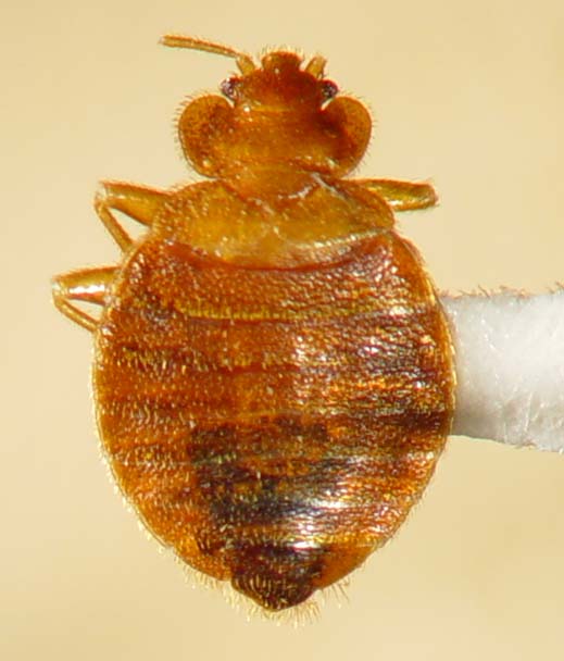 bed bug with pointed abdominal tip (Adult Male)