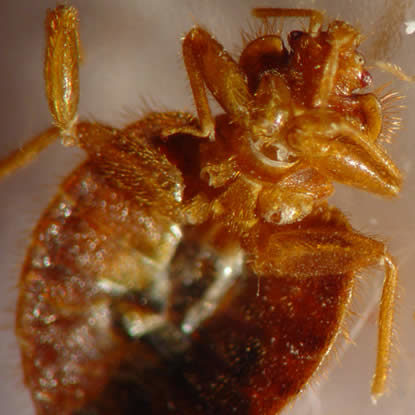 Close up photo of a bed bug's underbelly 