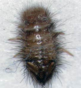 Close up image of a ​Varied carpet beetle larva